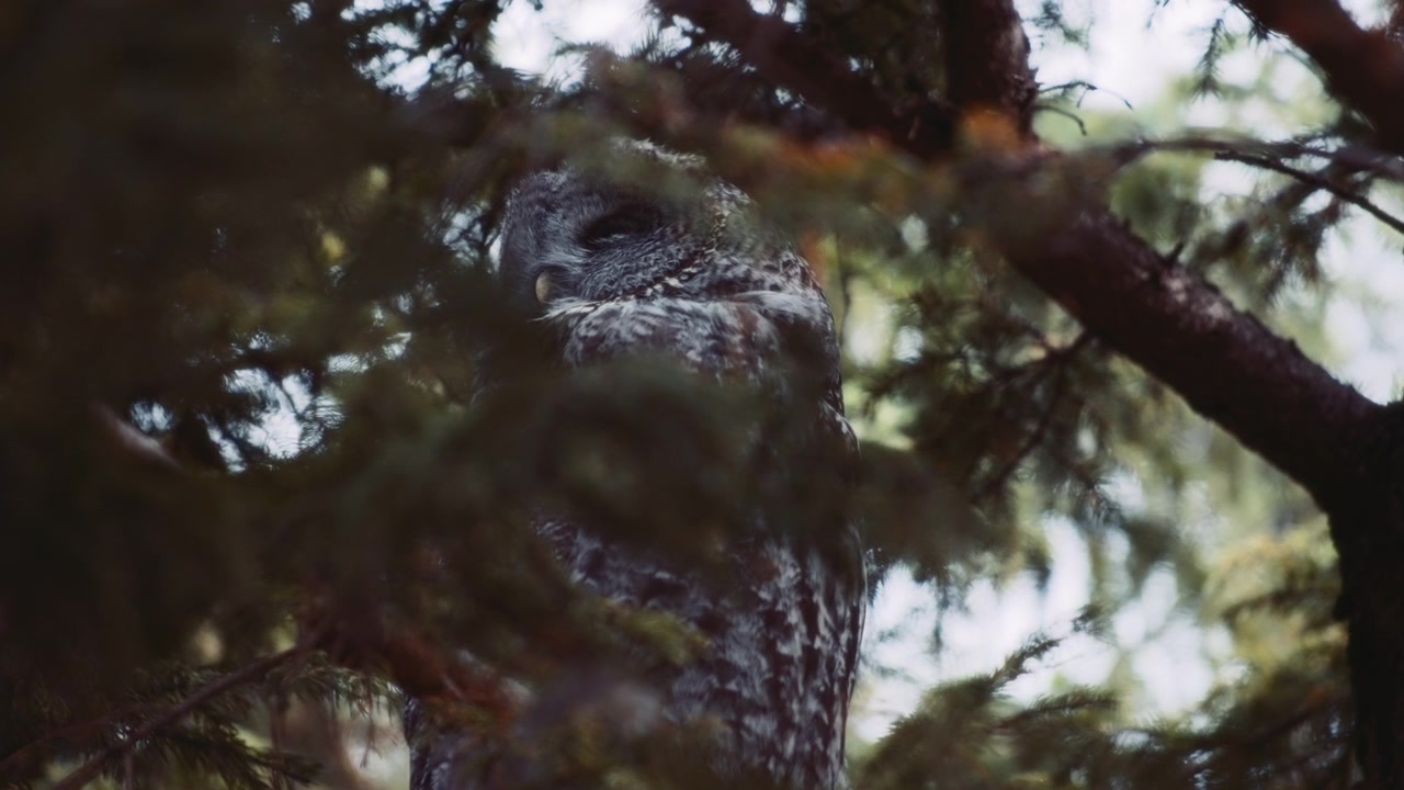 Great Grey Owl sleeping on a tree branch