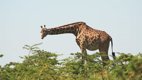 slow motion shot of tall giraffe over tree tops high up grazing on branches, african wildlife in maasai mara national reserve, kenya, africa safari animals in masai mara north conservancy