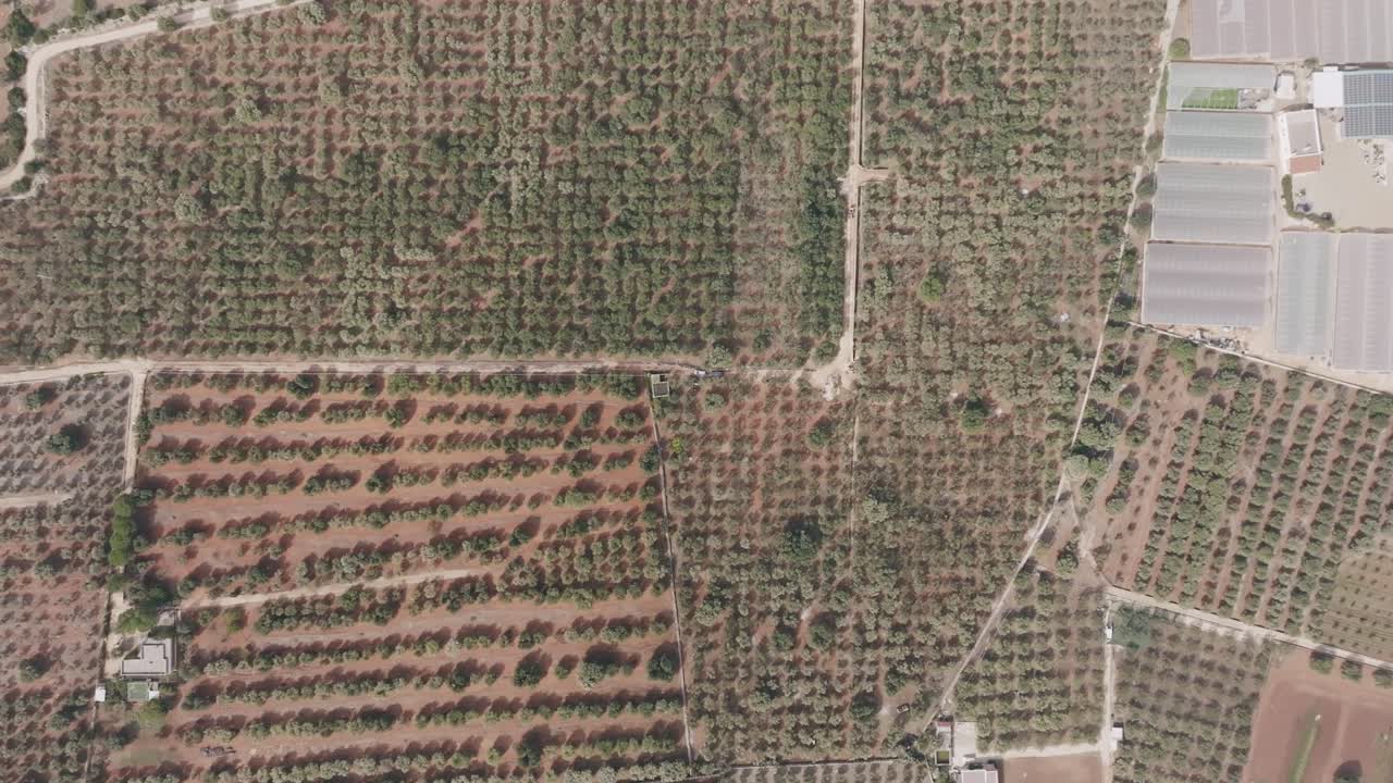 amplia parte superior aérea hacia abajo de una granja de olivos con una amplia extensión de olivos y carreteras