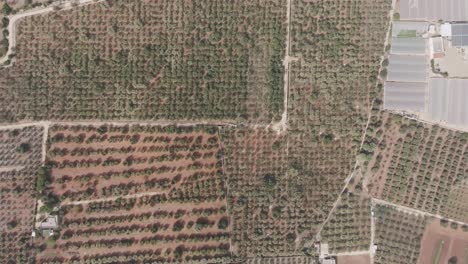 Amplia-Vista-Aérea-De-Arriba-Hacia-Abajo-De-Una-Finca-De-Olivos-Con-Una-Amplia-Extensión-De-Olivos-Y-Caminos.