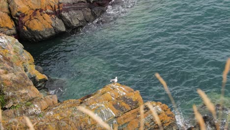 Una-Sola-Gaviota-Encaramada-En-Una-Roca-Al-Lado-Del-Agua-Con-Pequeñas-Olas-Rompiendo-Contra-Las-Rocas,-Rebuzno,-Irlanda