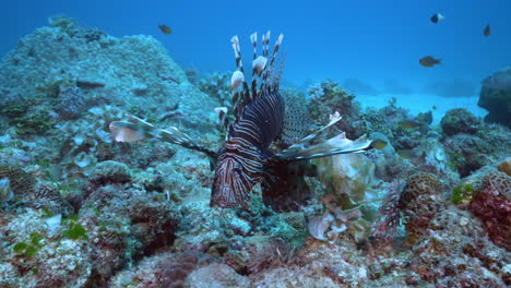 aggressive behavior of scorpionfish toward the camera