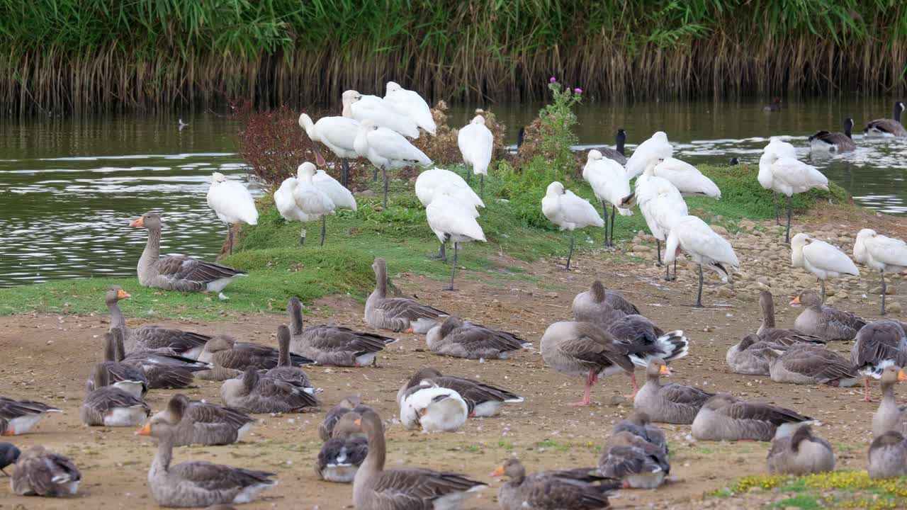 un grupo de cucharones sentados en el borde de un pantano de agua salada rodeado de gansos