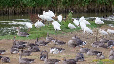 Un-Grupo-De-Espátulas-Sentadas-En-El-Borde-De-Un-Pantano-De-Agua-Salada-Rodeadas-De-Gansos