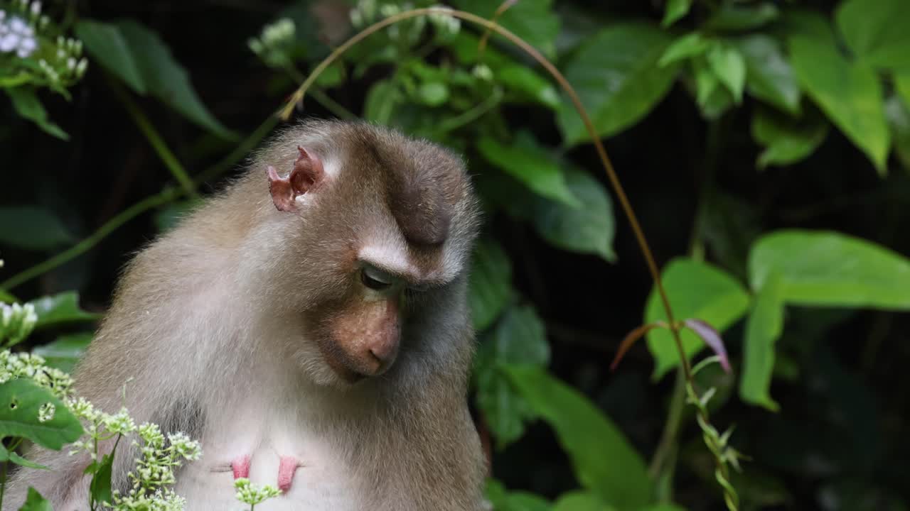 macaco mostrando varias expresiones faciales entre el follaje.