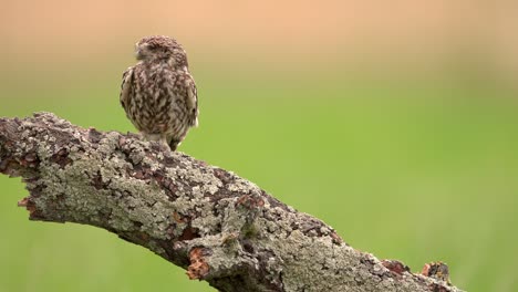 Little-Owl-in-flight-lands-on-mossy-tree-stump-to-eat,-shallow-focus