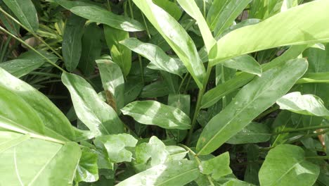 green-tree-leaves-in-tropical-forest-in-daytime-summer-south-east-asia