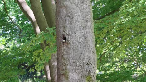 Buntspecht-Mit-Roter-Kappe-Dendrocopos-Major-Juvenile,-Der-Aus-Dem-Baumstammloch-Herausschaut-Und-Aus-Dem-Nest-Herausfliegt-Texel,-Niederlande,-Zeitlupe