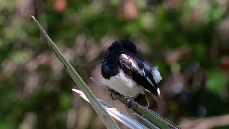 the oriental magpie-robin is a very common passerine bird in thailand in which it can be seen anywhere