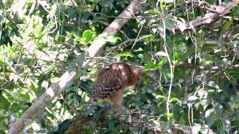 魚烏 (buffy fish owl) 是一個大型烏,但卻是四種烏中最小的