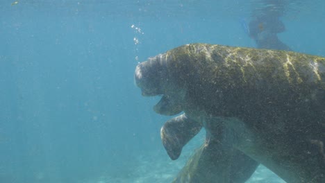 Manatee-blowing-bubbles-underwater-in-clear-blue-water