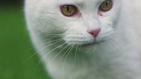 close up of white cat chewing grass