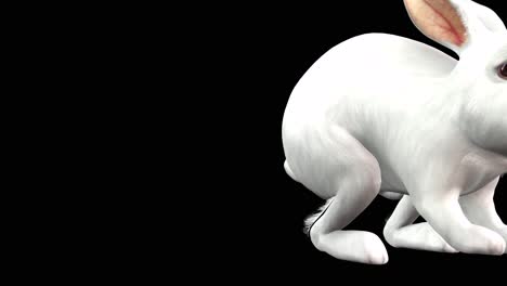 un conejo saltando saltando y pasando sobre fondo negro con canal alfa incluido al final del video, animación 3d, vista en perspectiva, animales animados
