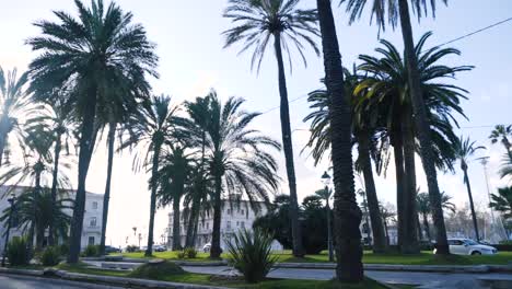 palm trees in a city park