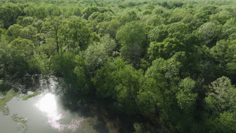 Pantanos-Y-Vegetación-A-Lo-Largo-Del-Río-Wolf-Cerca-De-Collierville-En-Tennessee,-Estados-Unidos