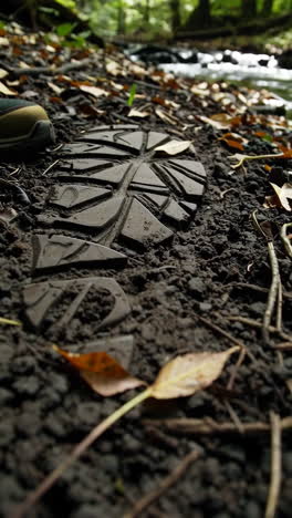 footprint in the forest