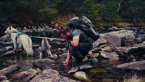 a hiker and his two dogs pause for a drink by the river in reinsjøen, åfjord, trøndelag, norway - static shot