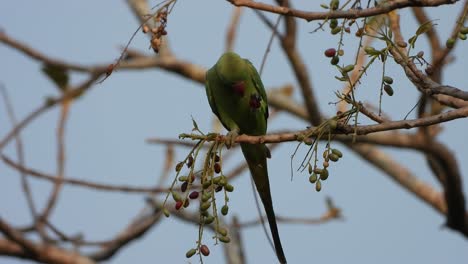 Eisvogel-Im-Teichbereich