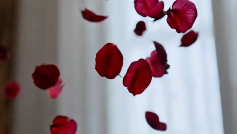 red rose petals falling