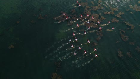 a group of pink aesthetic flamingos is starting to fly on shallow lagoon water surface with wings and legs moving