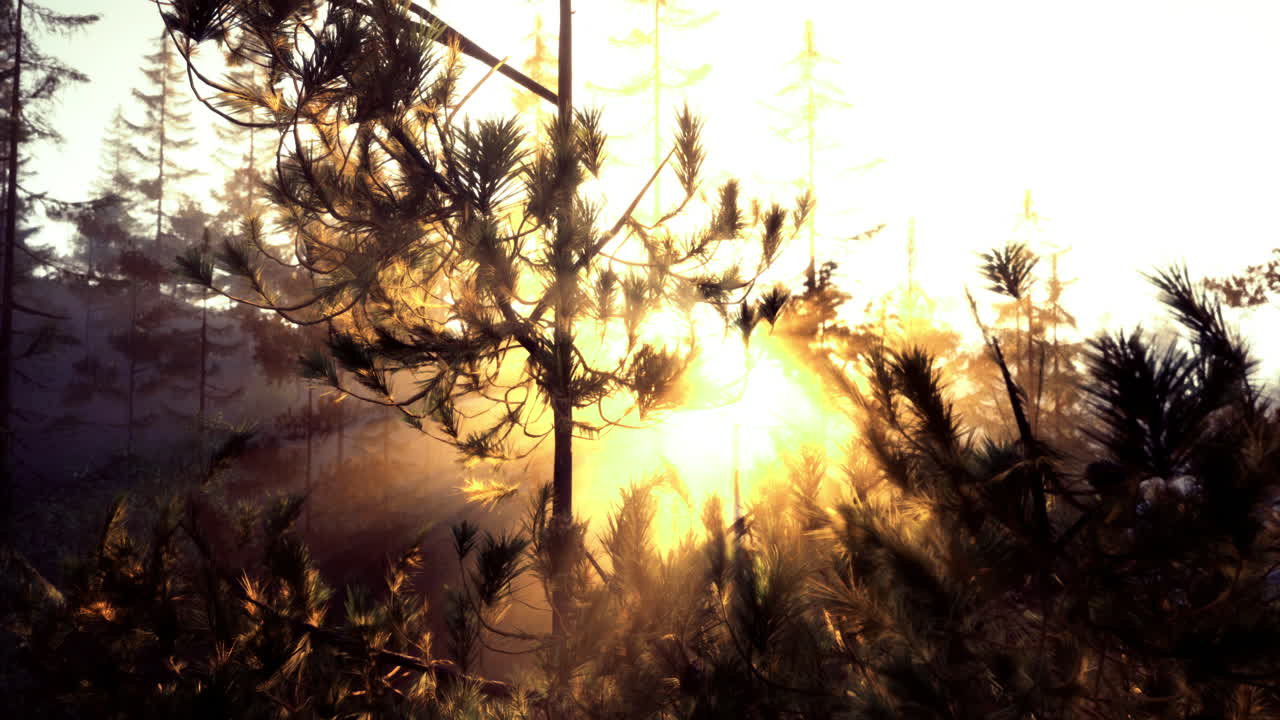 Sunset light filters through trees in a serene forest landscape