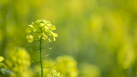 Senfblüten.-Senf-–-Mystische-Blume-Des-Glücks-Und-Der-Gesundheit.