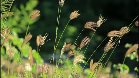 wild grass in sunlight