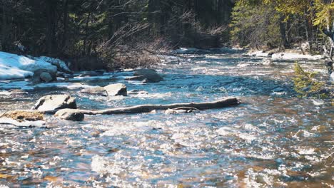 frozen creek in the forest