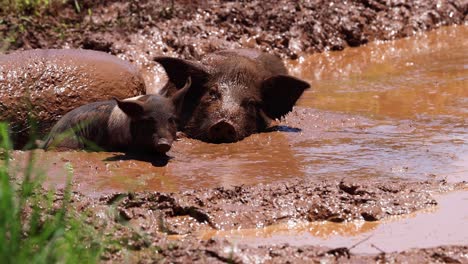 a pig wallows happily in a muddy puddle.