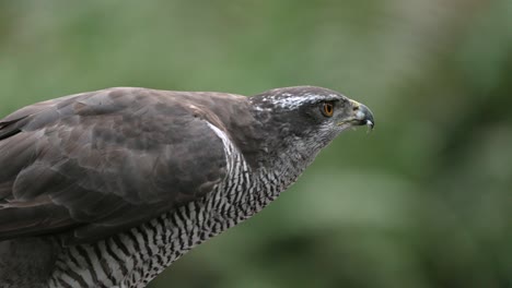 profile shot of powerfull-built handsome northern goshawk