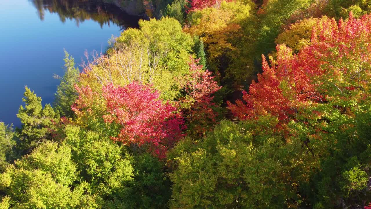 Fly-over drone shot of the colorful treetops, placid lake, and a hiking trail situated in Montr&eacute;al, Qu&eacute;bec, Canada