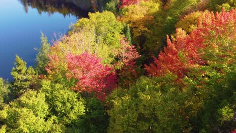 fly-over drone shot of the colorful treetops, placid lake, and a hiking trail situated in montréal, québec, canada