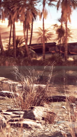 oasis del desierto con palmeras