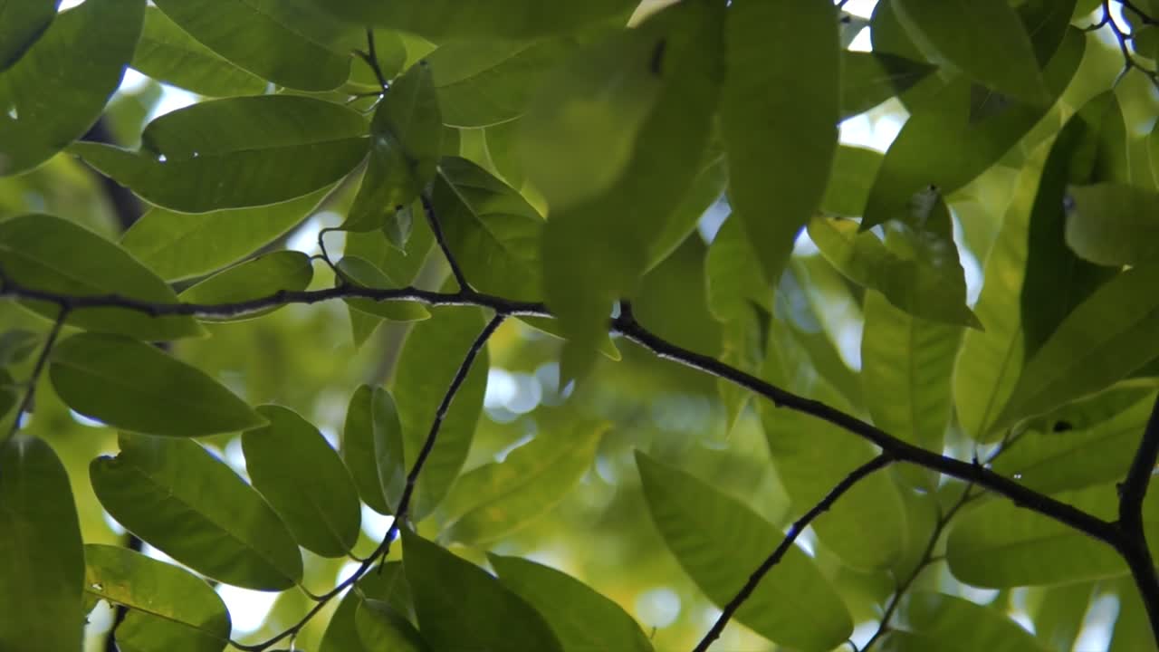 imágenes de fresca primavera joven follaje de los árboles que crecen en el bosque