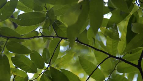 footage of fresh spring young foliage of trees growing in the forest