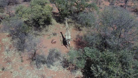 Namibian-Giraffe-Walking-in-African-Landscape-on-Waterberg-Plateau,-Aerial