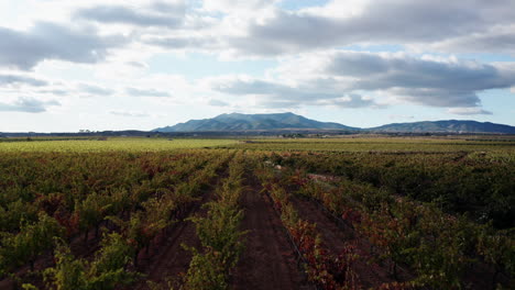 Aerial-down-a-row-of-grapevines-in-a-vineyard-in-Els-Purgatés,-Alicante,-Spain