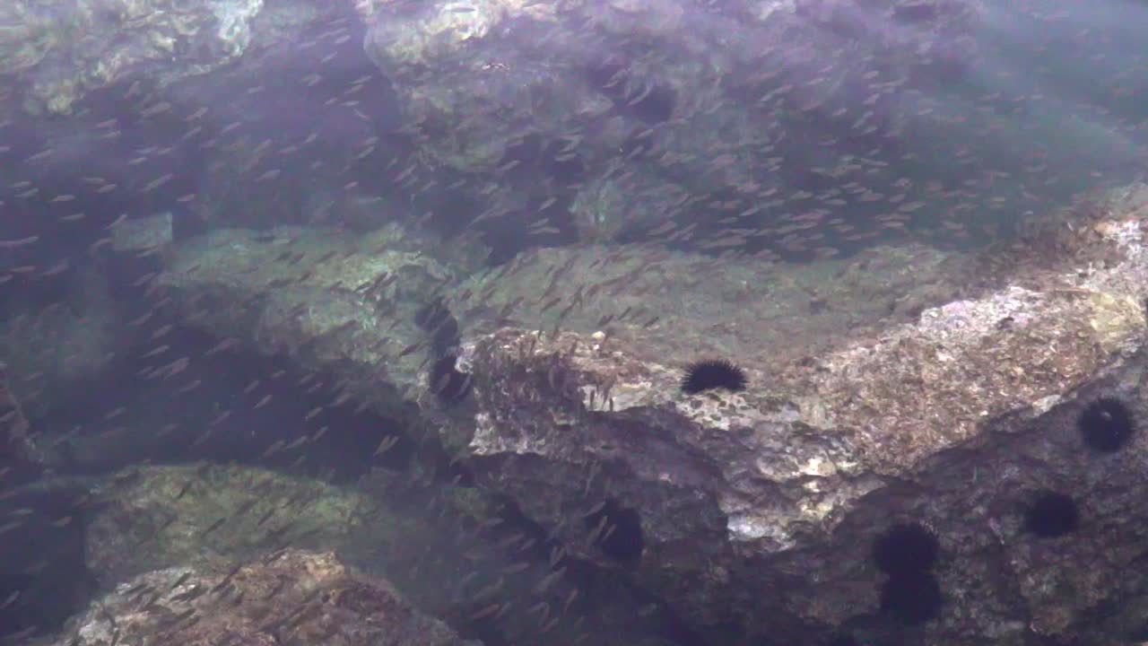 una manada de peces junto a un muelle, con erizos de mar unidos a grandes rocas 120fps