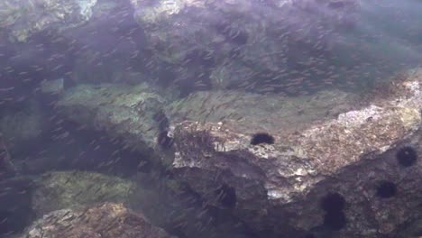 Una-Manada-De-Peces-Junto-A-Un-Muelle,-Con-Erizos-De-Mar-Unidos-A-Grandes-Rocas-120fps