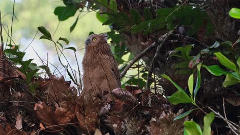 looking up towards the left and moves its head as the camera zooms out, buffy fish-owl ketupa ketupu, juvenile, thailand