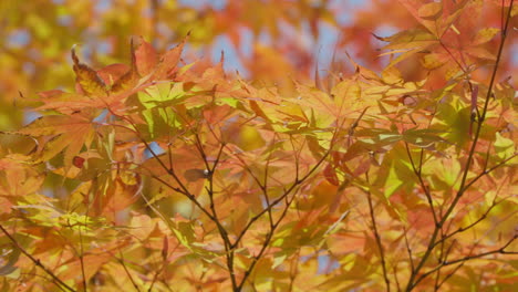 atractivas hojas de arce japonés en colores otoñales
