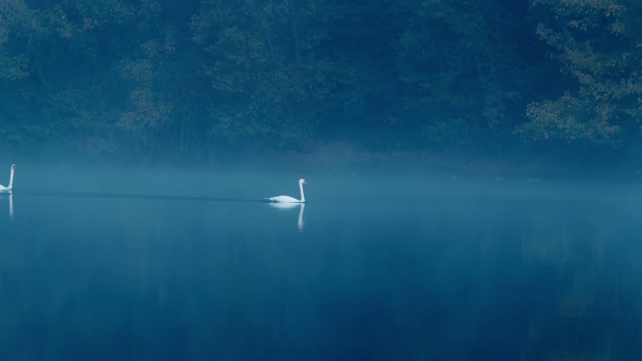 A white swan moves peacefully across the water in the morning mist, bluish autumn atmosphere, Dordogne, France.
