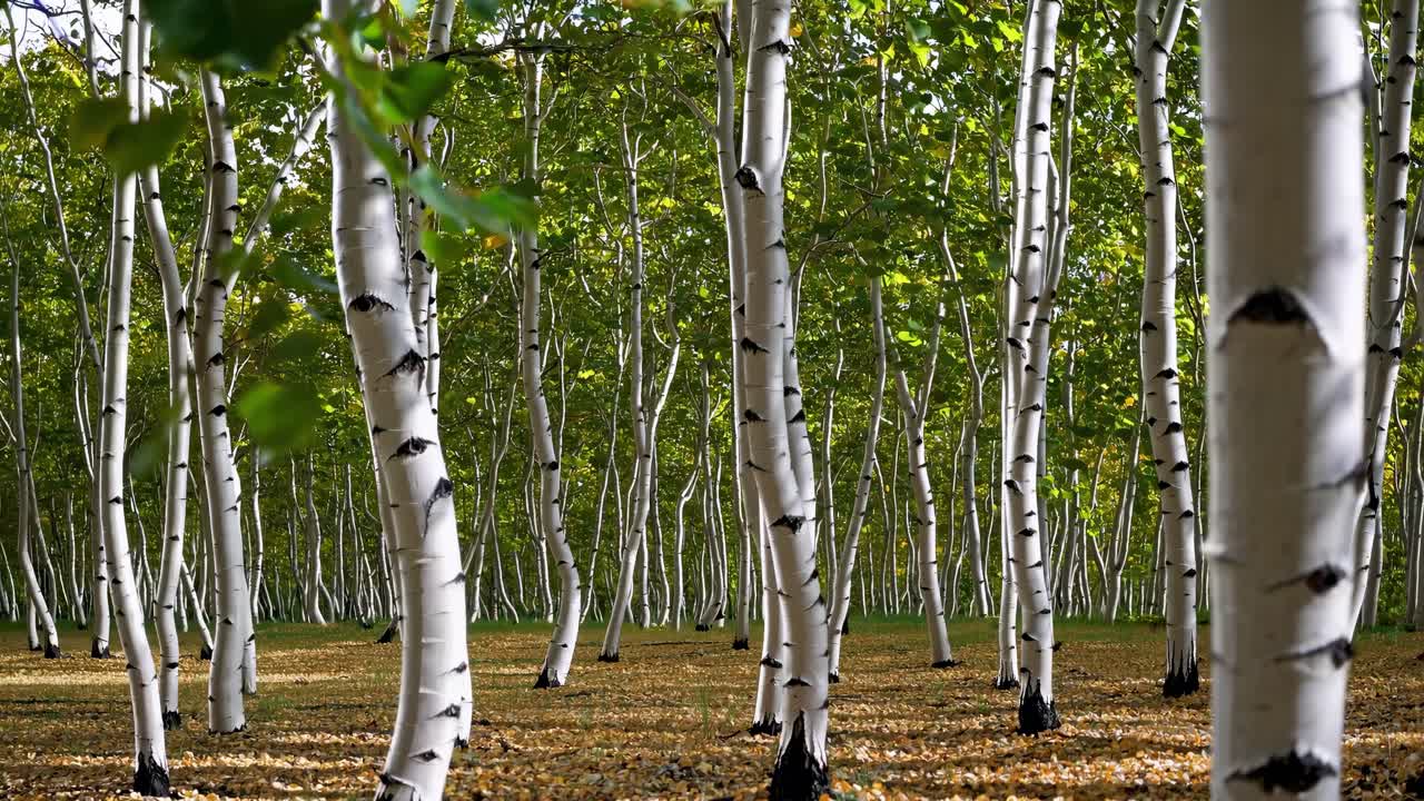 A serene forest of birch trees captured at eye level, showcasing vertical trunks and lush greenery