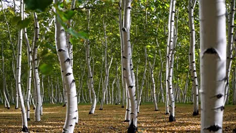 a serene forest of birch trees captured at eye level, showcasing vertical trunks and lush greenery