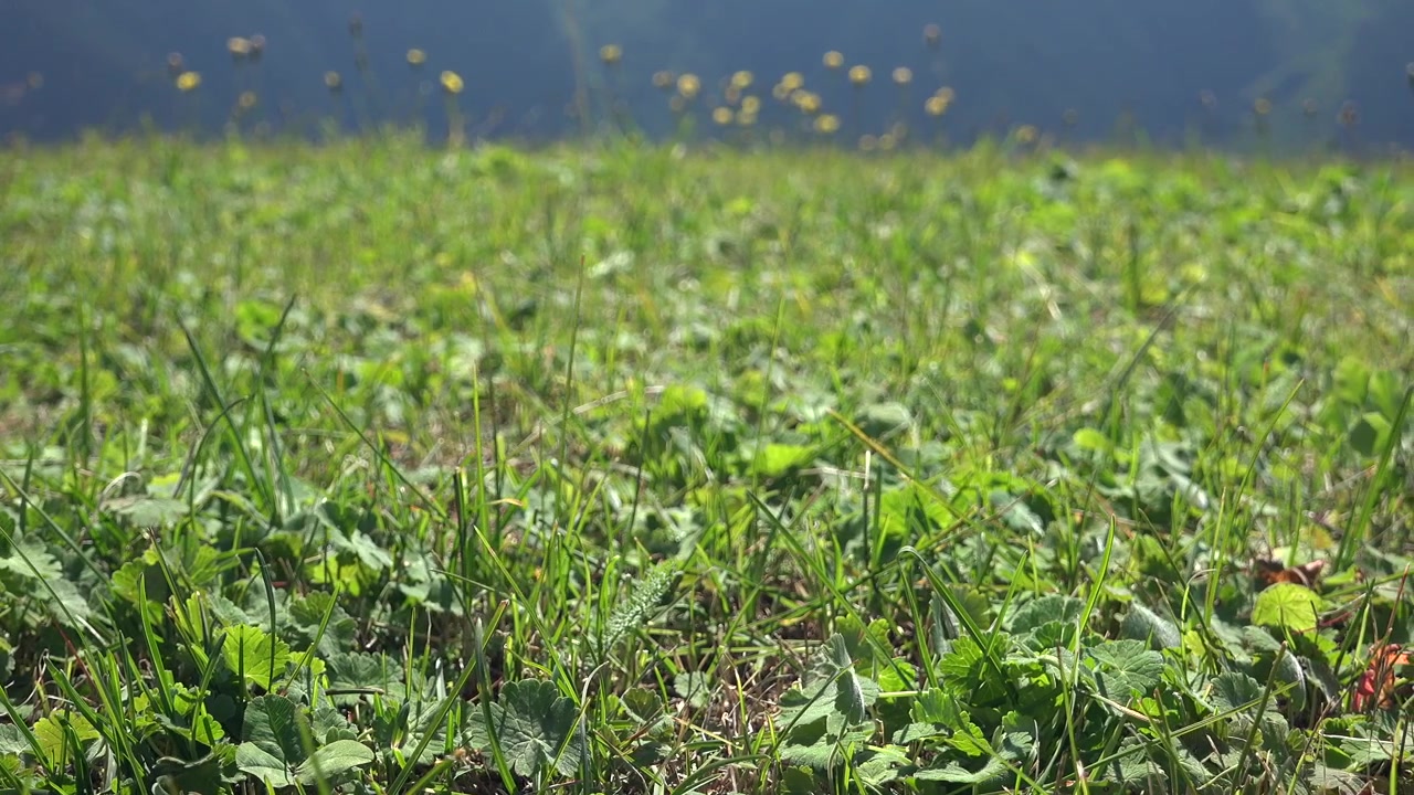 Nærbillede af grønt græs og vilde blomster på en eng