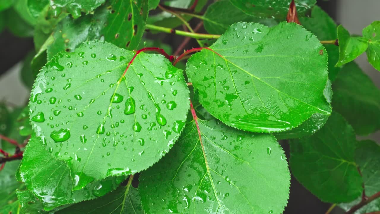 Fresh green leaves with water droplets after rain on a sunny day in spring