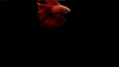 泰國戰鬥魚 (betta splendens) 是一種非常受歡迎的水族館魚類,在黑色背景上以超慢速拍攝.