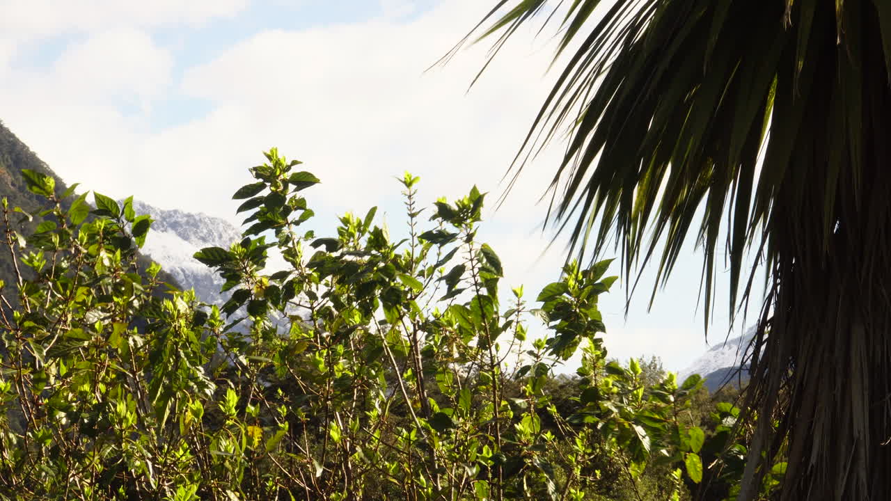 바람이 부는 날에 뉴질랜드 식물상과 양배추 나무