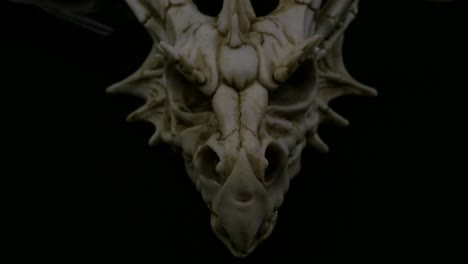 product shoot of fantasy bone dragon skull