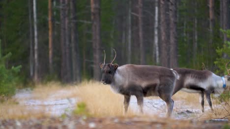 junger süßer hirsch aus dem norden, aufmerksam mitten im wald - weitwinkelaufnahme